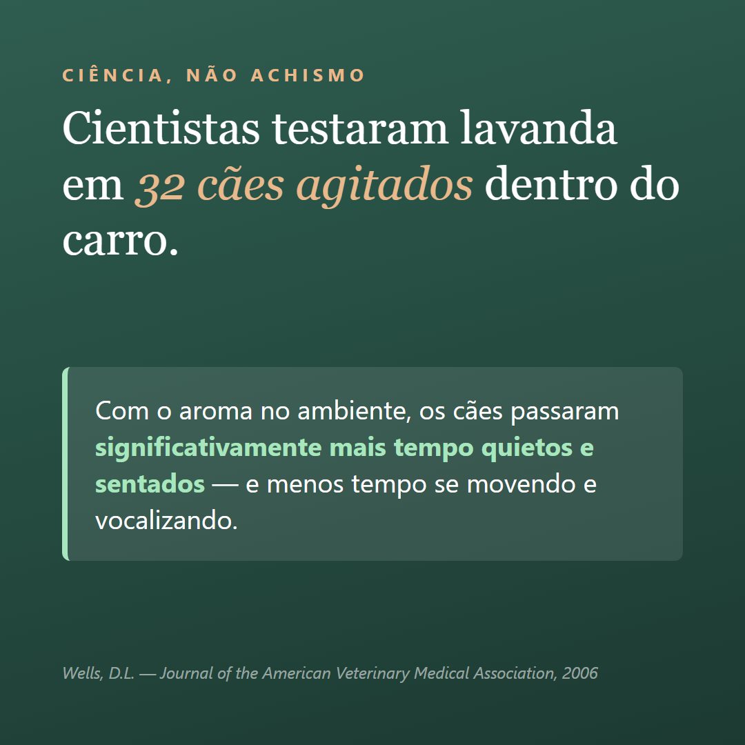 Arte de feed: estudo científico